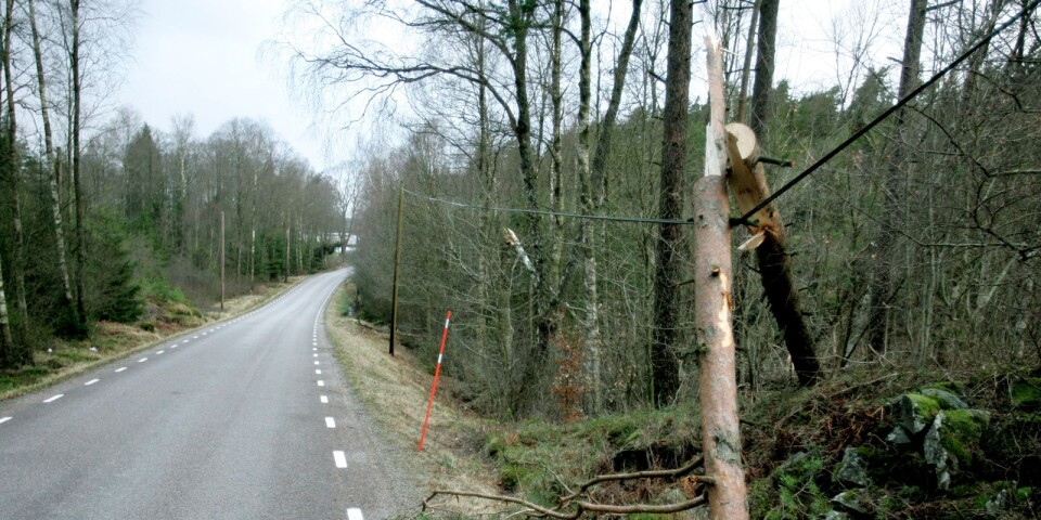 Under tisdagen sprängde Vattenfall bort träd som fallit över elledningar kring Dalum och Blidsberg. Bilden är en genrebild.