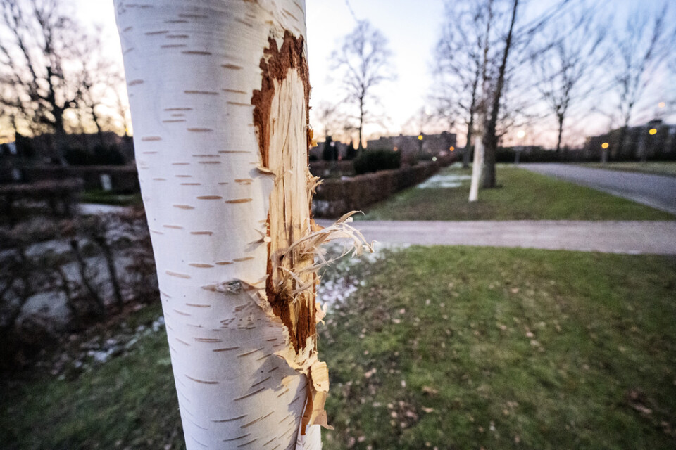 Över 200 träd har vandaliserats på liknande sätt i Malmö under hösten och vintern.