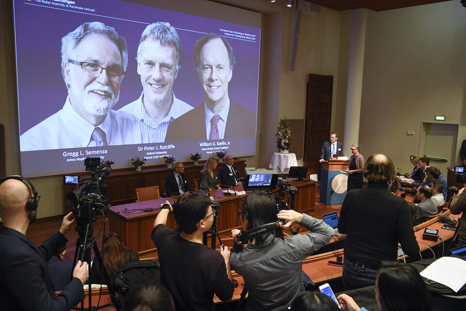 Nobelkommitténs ordförande Thomas Perlmann presenterar pristagarna Gregg L Semenza, Sir Peter J Ratcliffe och William G Kaelin Jr.