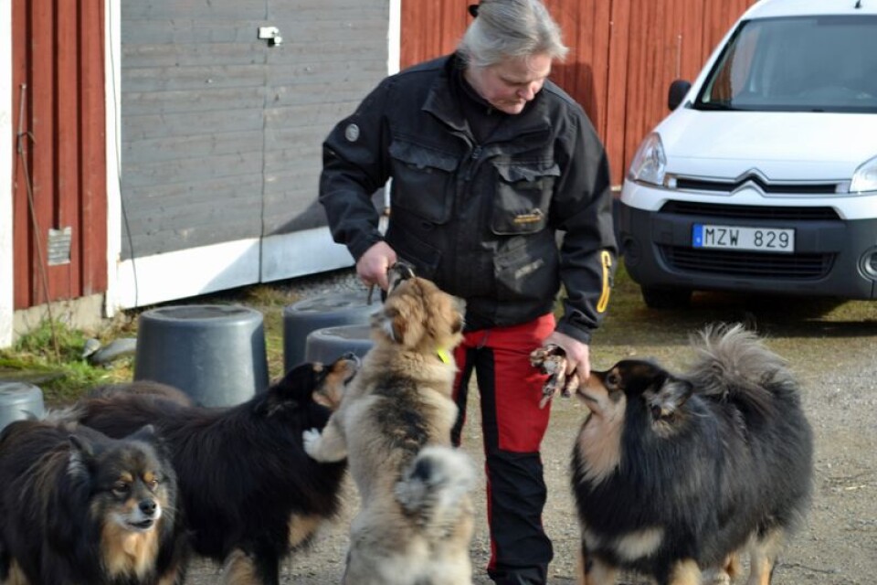 Hundliv i gränstrakterna mellan Blekinge och Småland och med uppdrag i stora delar av södra Sverige. Id-matte Marita Askblom med några av sina fyrbenta vänner.