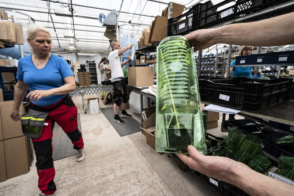 Paketering av grönska pågår – och trycket är högt, både här på Odla.nu i Kristianstad liksom hos deras konkurrenter runt om i landet.