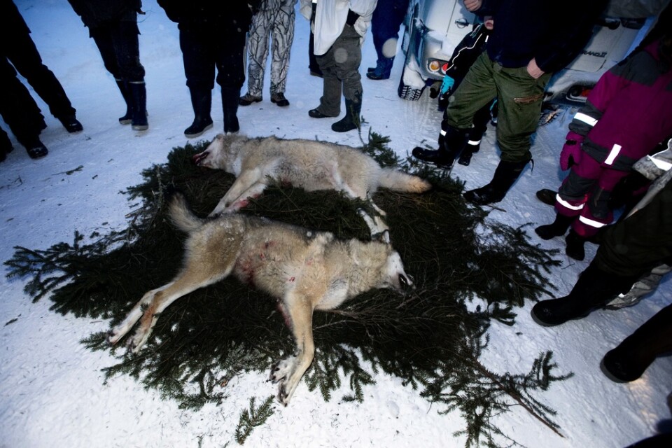 Tretton av de 27 vargar som får skjutas i årets licensjakt är nu fällda. Arkivbild.