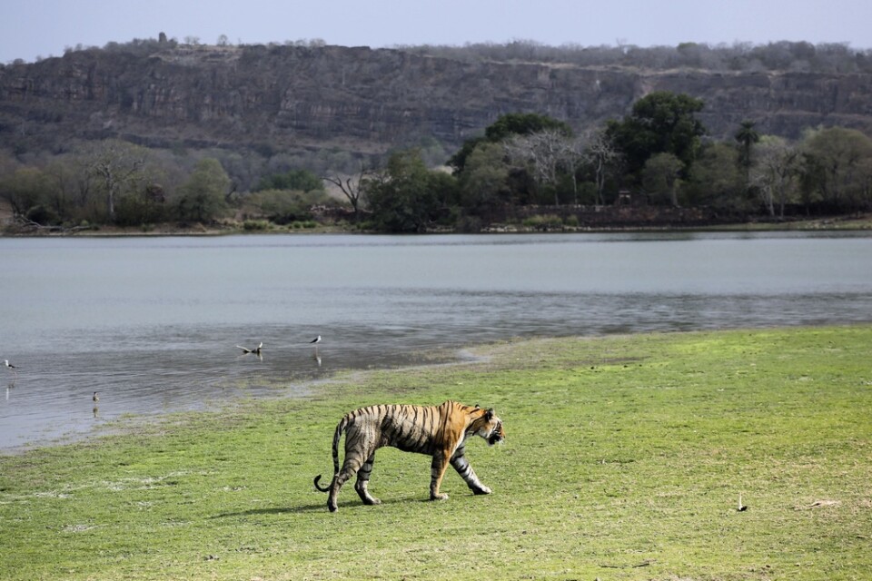 En bengalisk tiger i nationalparken Ranthambore i den indiska delstaten Rajasthan. Arkivbild från 2015.