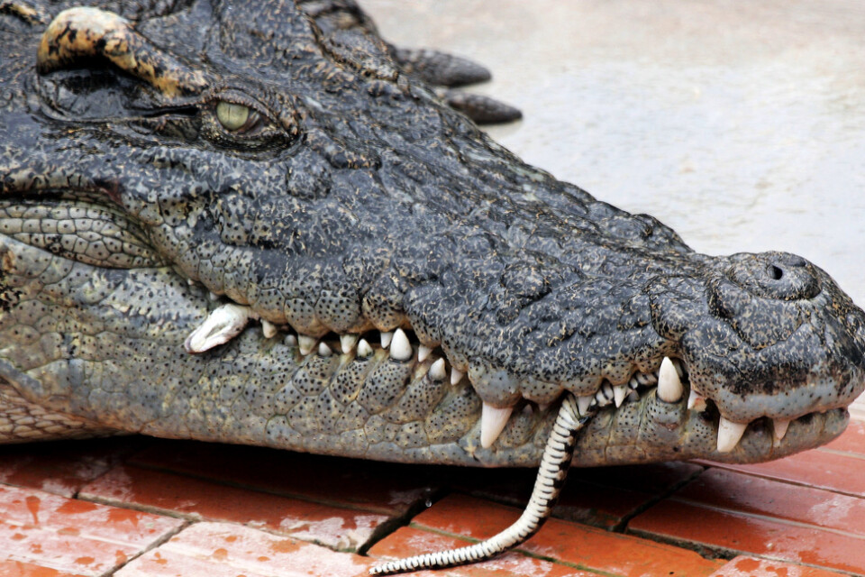 En krokodil äter en vattenorm på en reptilfarm i Siem Reap. Det är inte samma krokodil som omnämns i texten. Arkivbild.