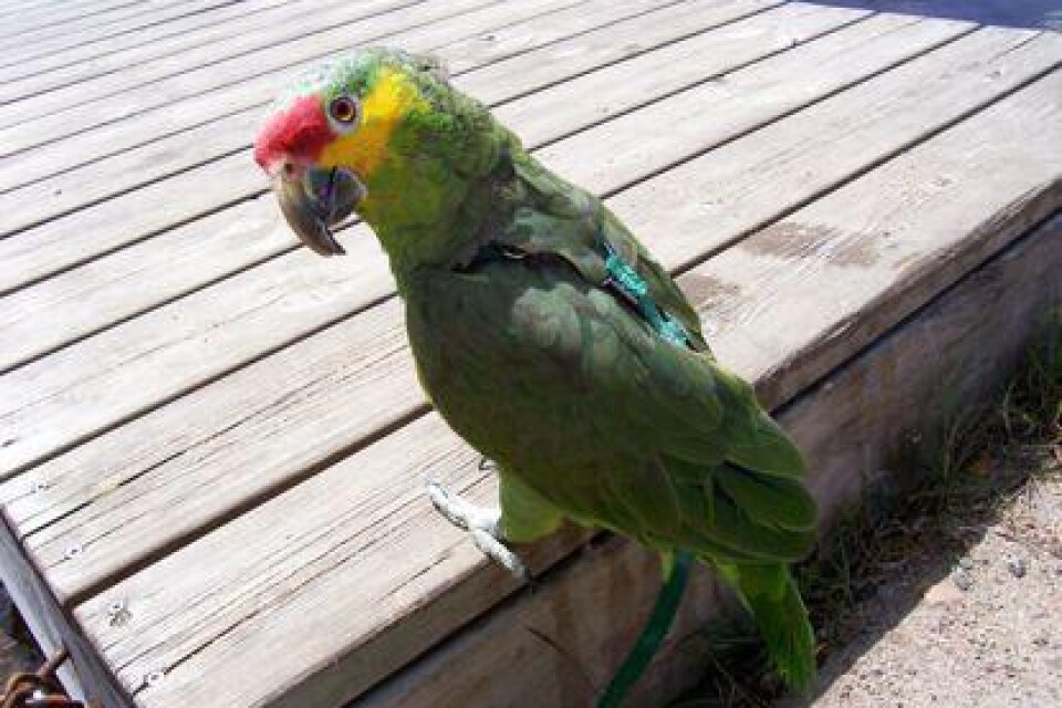 En bild på vår papegoja som heter Calvin. Tycker han är så fin med somriga färger.