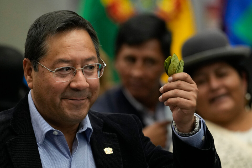 Bolivias president Luis Arce håller upp ett kokablad under den nationella tugga kokablad-dagen.