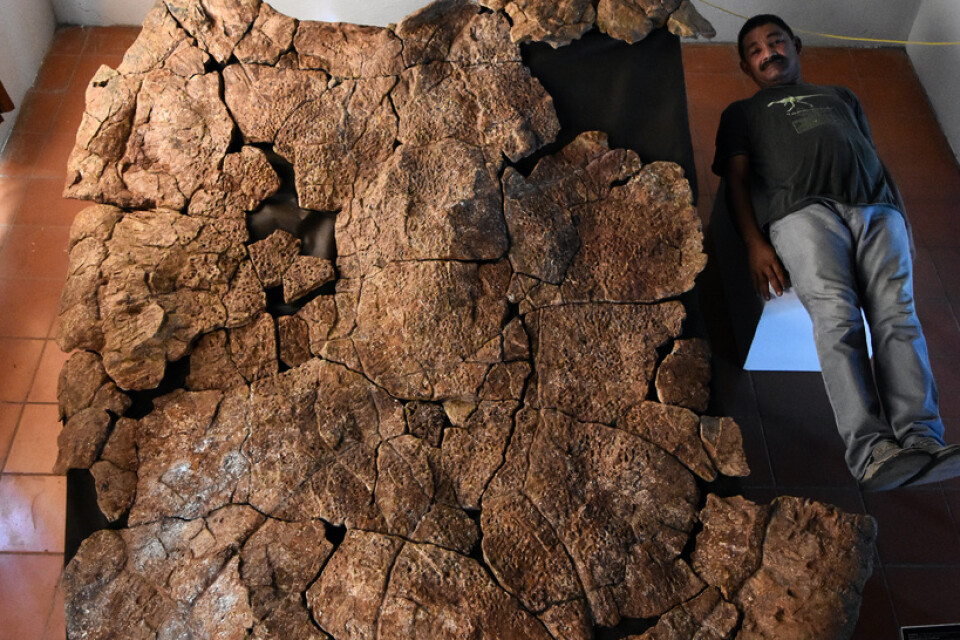 Fossilet hittades i åtta miljoner år gamla avlagringar i Venezuela. På bilden jämför sig den venezuelanske paleontologen Rodolfo Sánchez med sköldpaddans ryggsköld.
