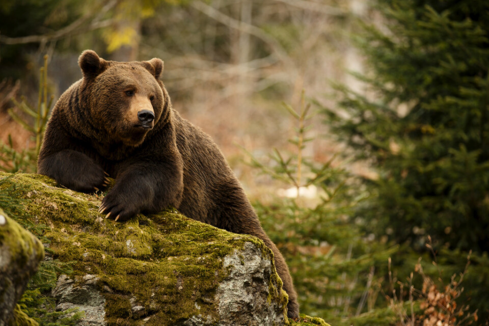 Den milda vintern söderut gör att björnarna hoppar över vintervilan.