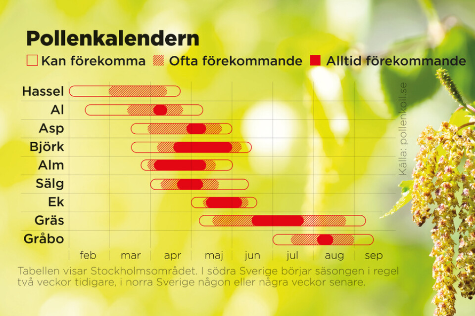 Pollensäsongen kan delas in i tre perioder; först våren då lövträden blommar, därefter sommaren med gräspollen och slutligen sensommaren/hösten som är säsong för gråbo.
