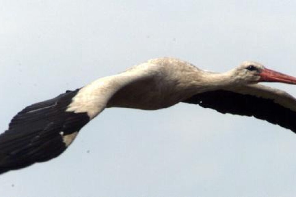 En stork har ett vingspann på 183– 217 centimeter.