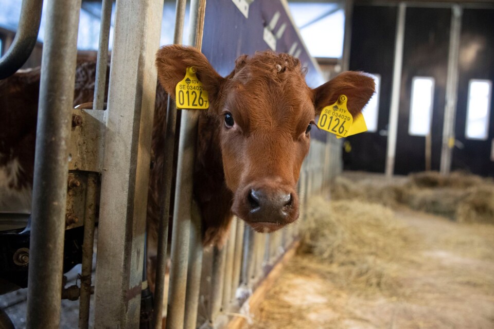 En nyfiken mjölkko. Varje ko äter cirka två balar gräs per månad och per dygn går det åt omkring 50 kilo gräs.