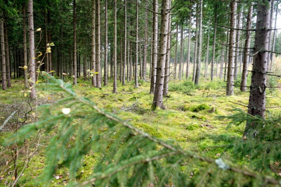 Flera logistikföretag har visat intresse för att etablera sig i Växjö. Kanske blir det i det här skogsområdet som Växjö kommun kan köpa för att göra om till verksamhetsmark.