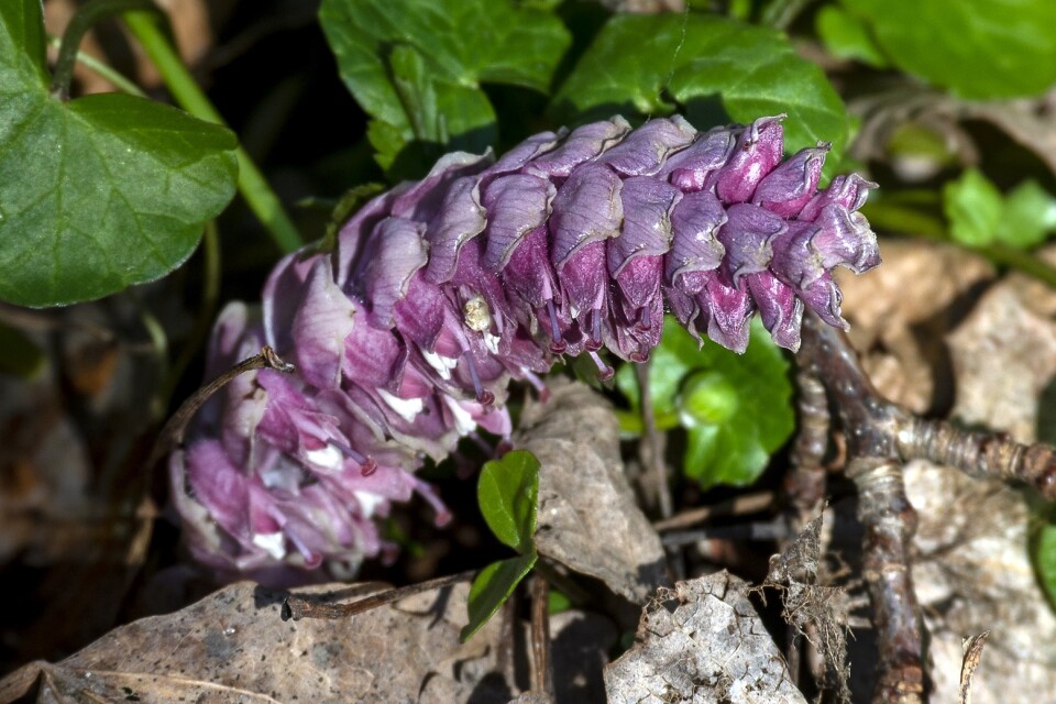 The story takes place in the spring, when toothwort is in flower.