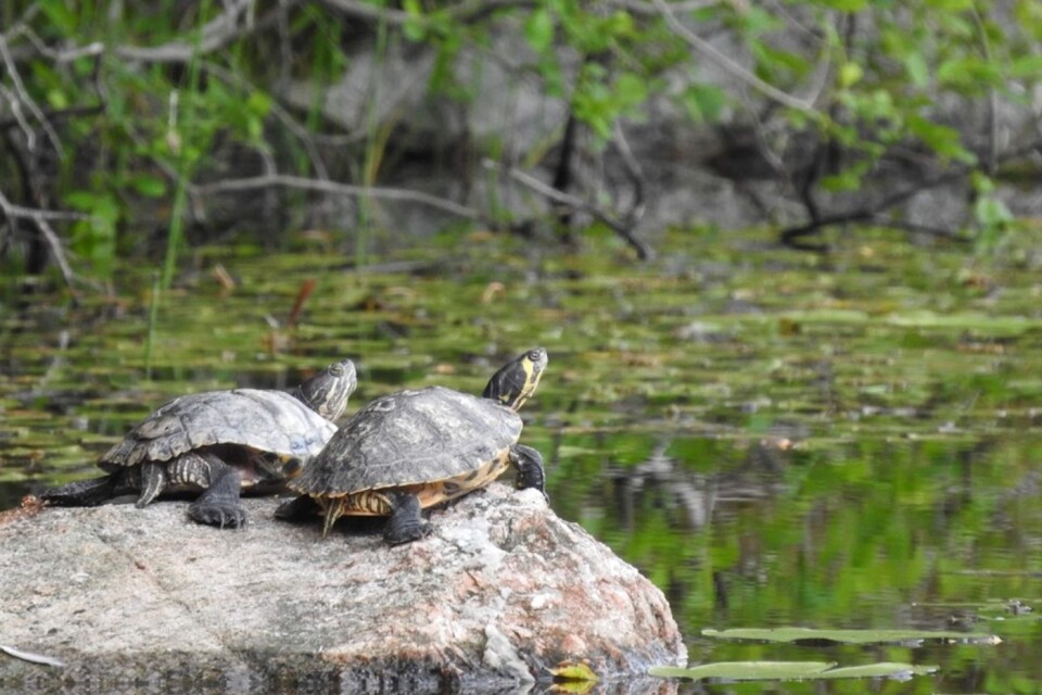De upptäckta sköldpaddorna i Pickesjön kan vara av en invasiv art.