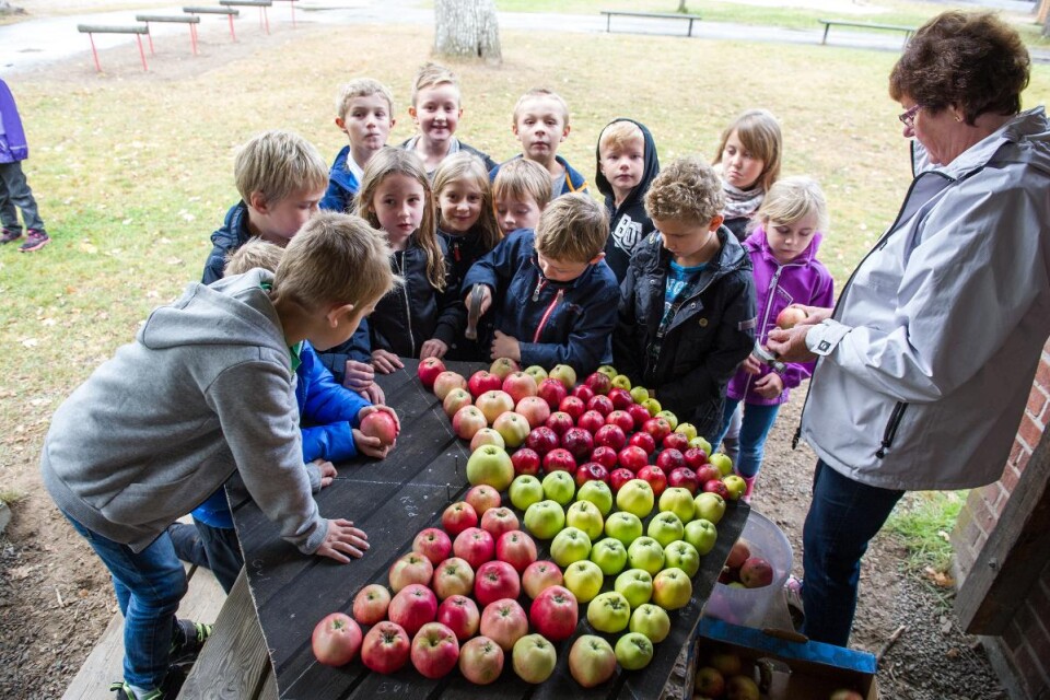 Eleverna fick alla prova på att antingen spika eller trycka fast ett äpple på Urshults äppeltavla. Foto: Linnéa Petersson