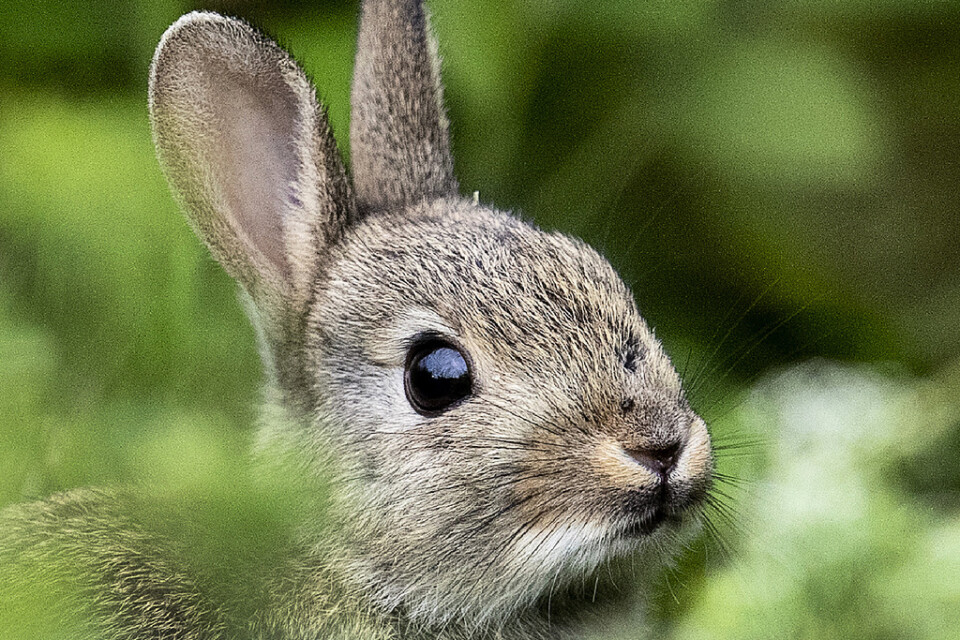 Ovanligt stora mängder av vildkanin kan leda till utbrott av kaninpest och kaningulsot, varnar länsstyrelsen i Halland. Arkivbild.