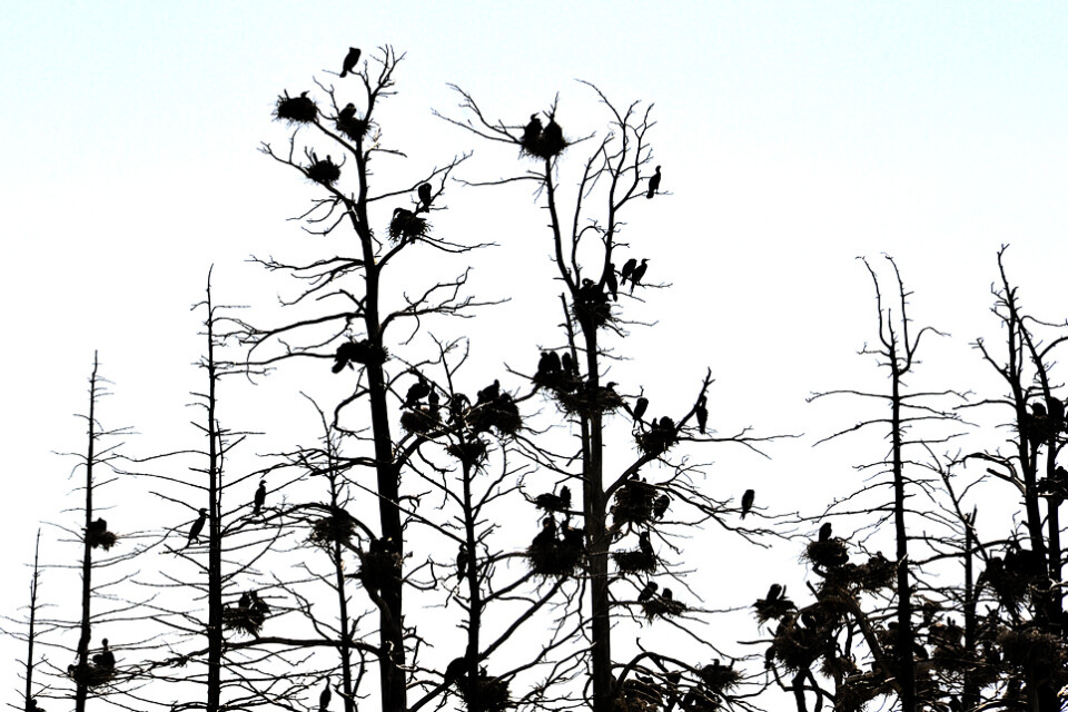 Skarvar är flyttfåglar som häckar i kolonier, i träd eller på marken. Arkivbild.