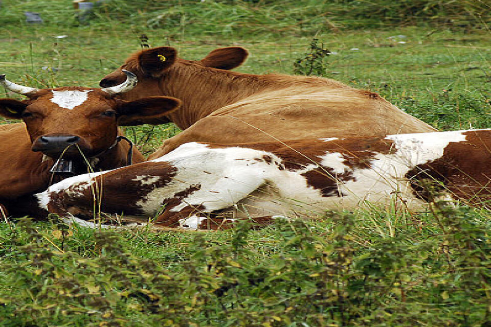 Totalt dog 35 av cirka 130 kor på en gård utanför Ljungby fram till början av april sedan de drabbats av botulism. Arkivbild.