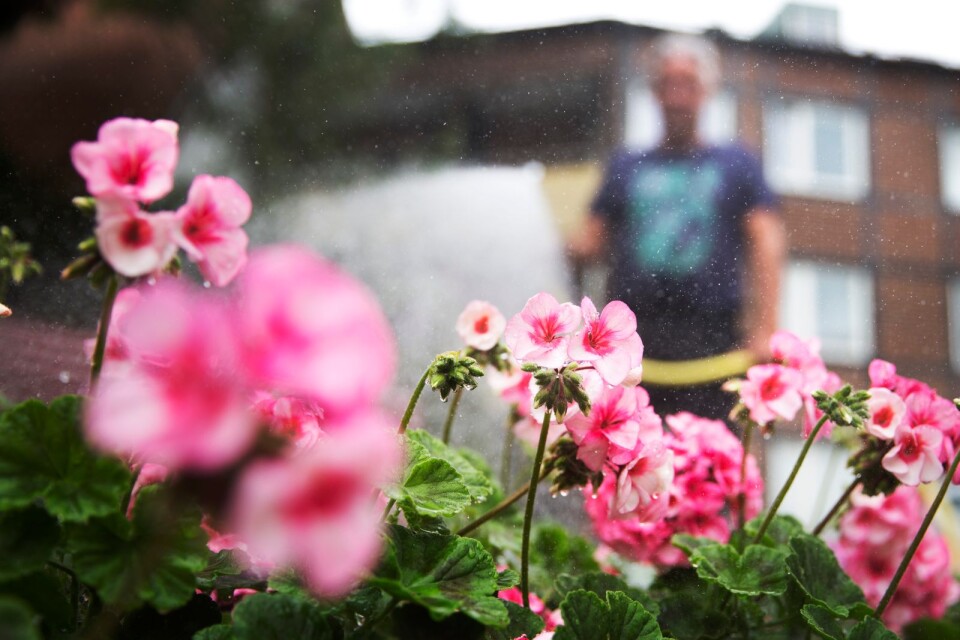 Tack vare det nya vattenverket kan blommorna hållas vid liv även under den långa torkan.