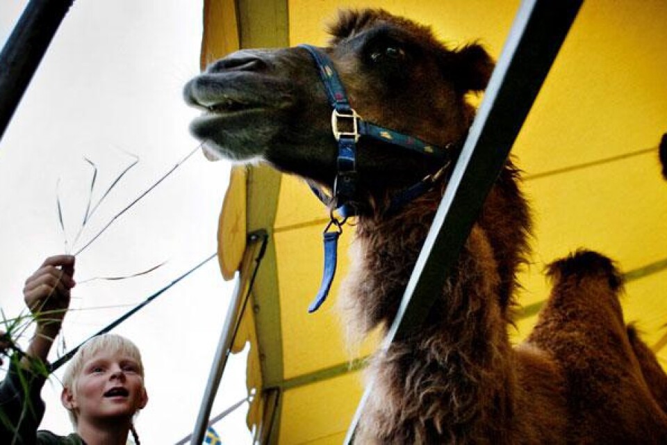 I pausen på Cirkus Maximums föreställning fick publiken möjlighet till närkontakt med cirkusens djur. Måns Nilsson Dahl var en av dem som passade på att mata kamelerna.