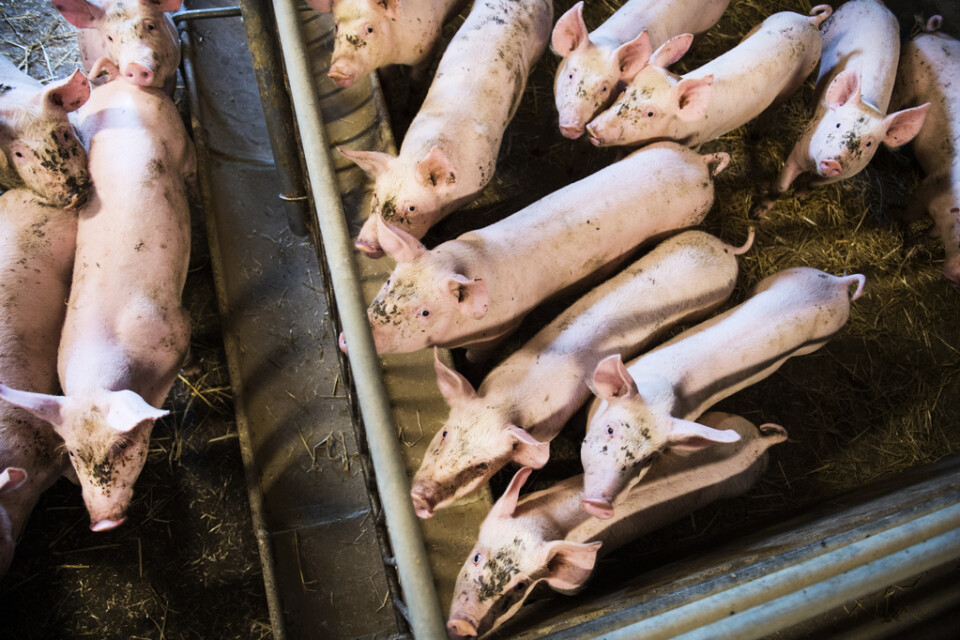 Lantbrukare inom grisindustrin deltog i enkäten. Arkivbild.