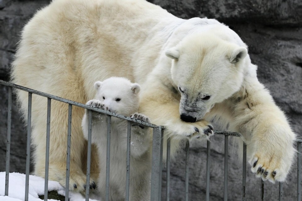 En isbjörn på Köpenhamns zoo dog i tisdags efter att ha fått en stöt sedan den kom i kontakt med ett elskåp. Isbjörnarna på bilden har inget med innehållet i artikeln att göra. Arkivbild.