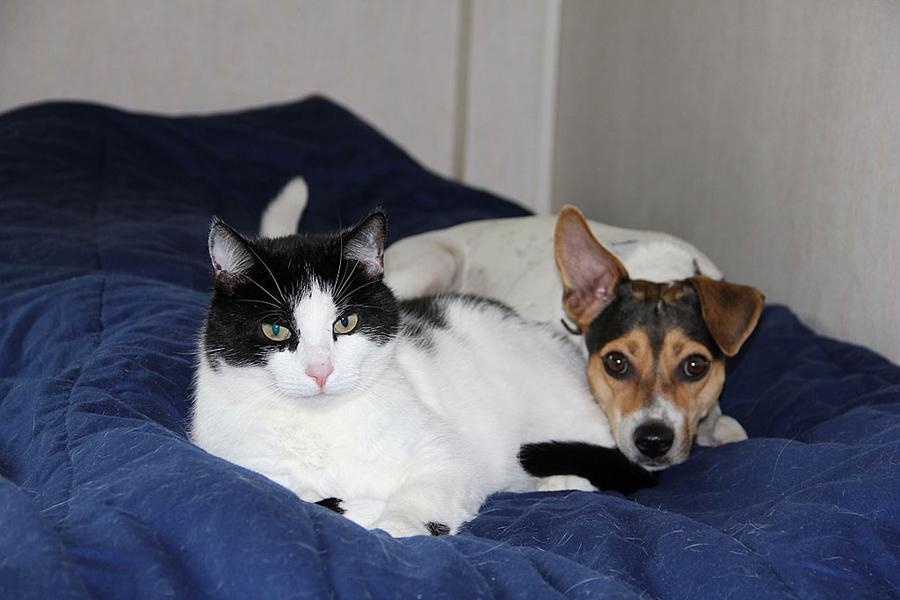 Hunden Molly och katten Sixten trivs bra ihop. Foto Leif Johansson