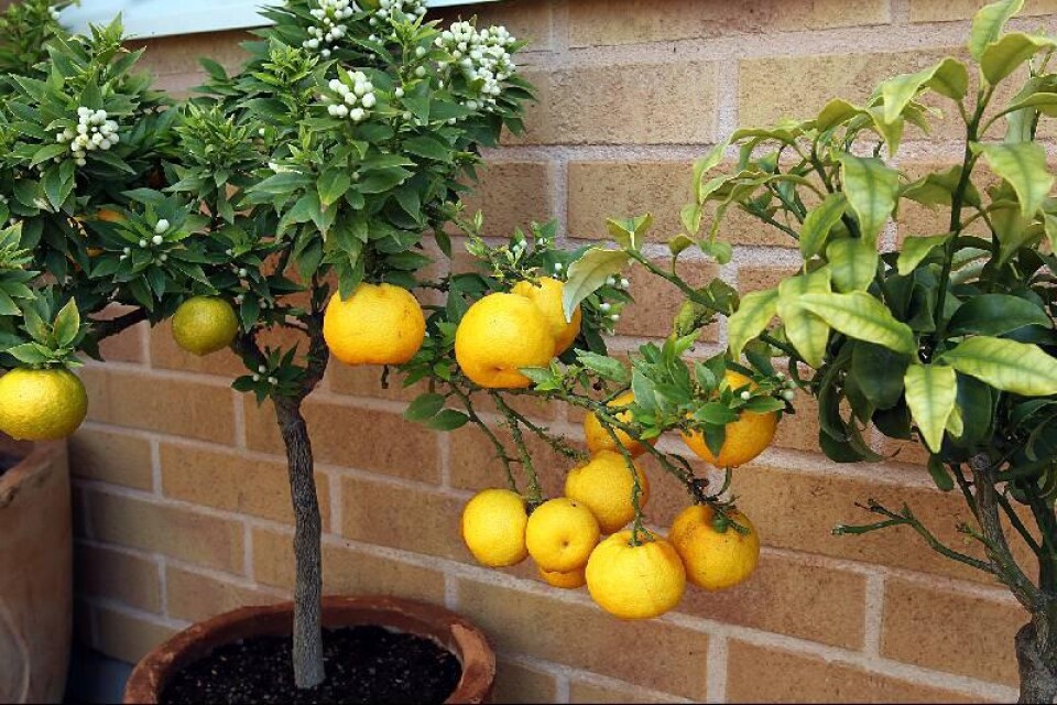 Apelsinerna har fått lämna växthuset och flytta ut i trädgården.