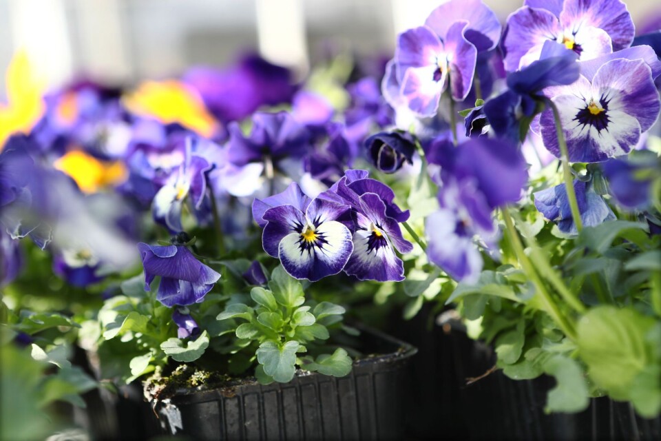 Odla.nu is starting its own production (including petunias) and a garden centre in Kristianstad. Stock images.