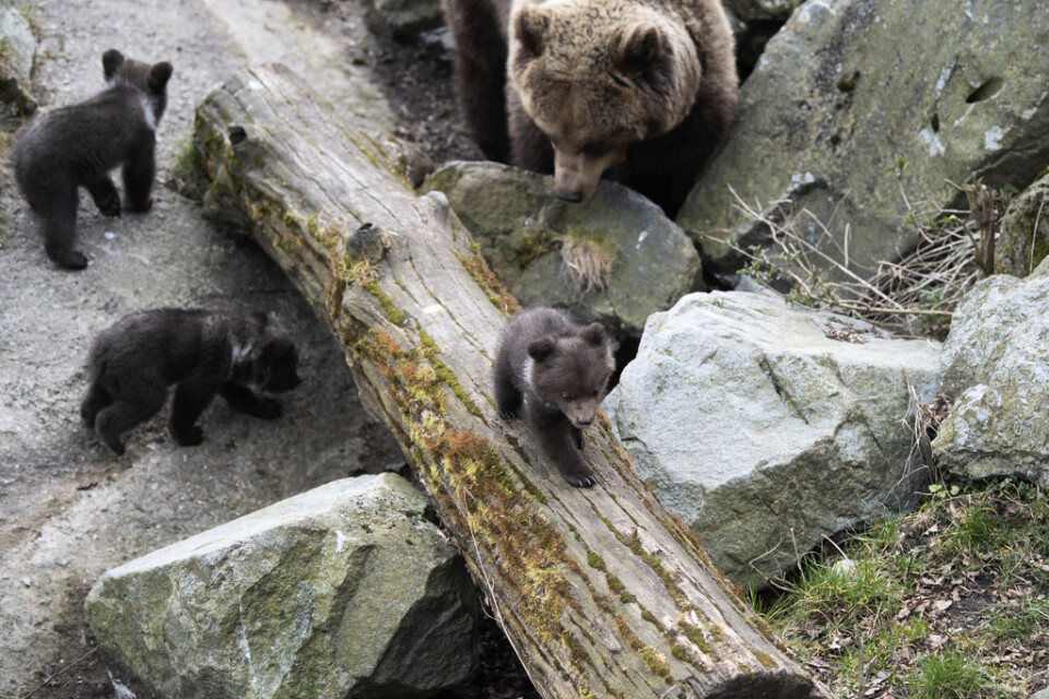 Björnarna på Skansen är skönt omedvetna om coronakrisen – men de anställda är desto mer berörda. Efter beskedet om krisstödet känns läget mer hoppfullt. Arkivbild.