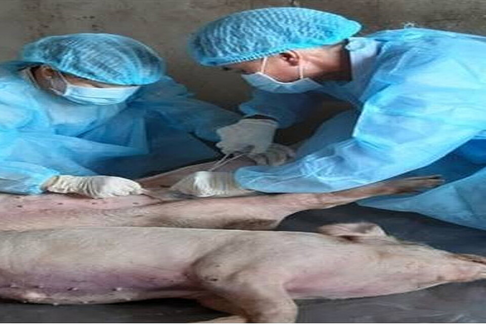 Prover tas från grisar i Vietnam som har avlivats.