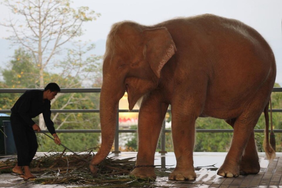 Framtiden ser ljus ut i Burma. Ännu ett exemplar av den ovanliga vita elefanten har nämligen fångats i Burma och det brukar traditionellt ses som ett tecken på tur och lycka. Den sju år gamla rosafärgade elefanthonan fångades i skogen i floden Irrawaddy