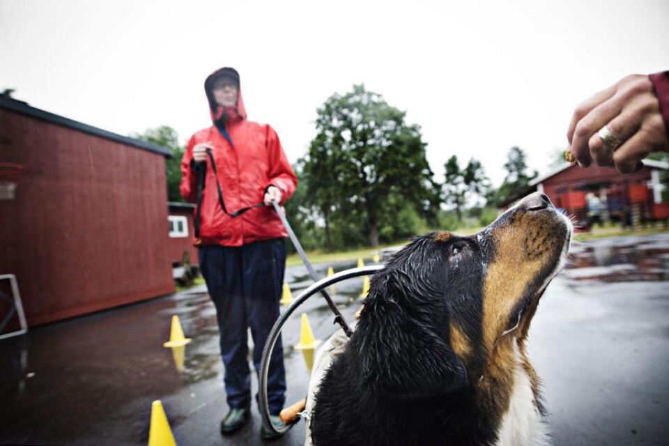 Entusiaster från hela landet deltog i helgens hundträningsläger. Tulla och Jan Syrén kom till exempel från Ludvika med hunden Maximillian.