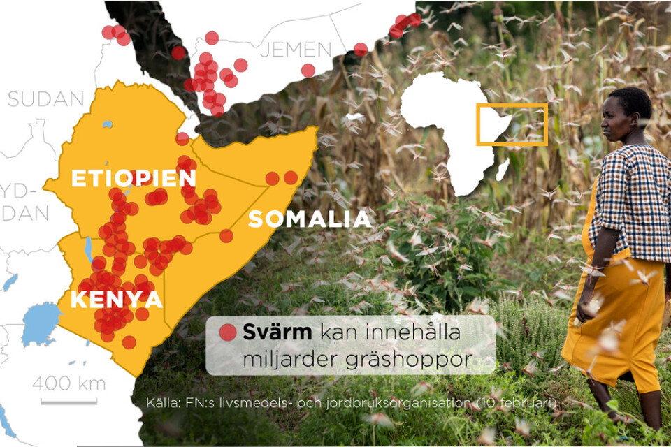 Karta som visar gräshoppssvärmarna i Östafrika.