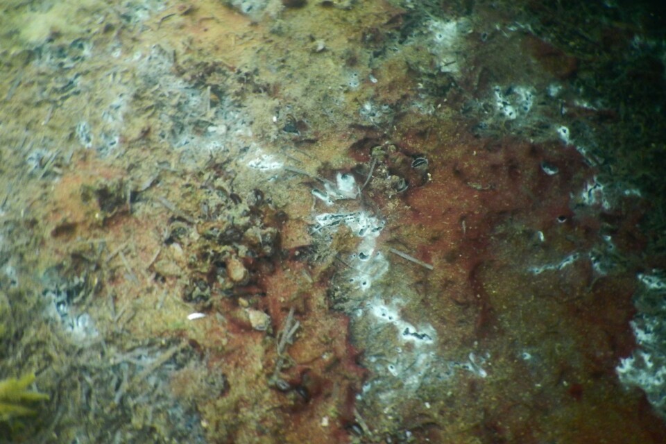 Cyanobakterier och svavelväte på botten utanför Vindsurfingbryggan.