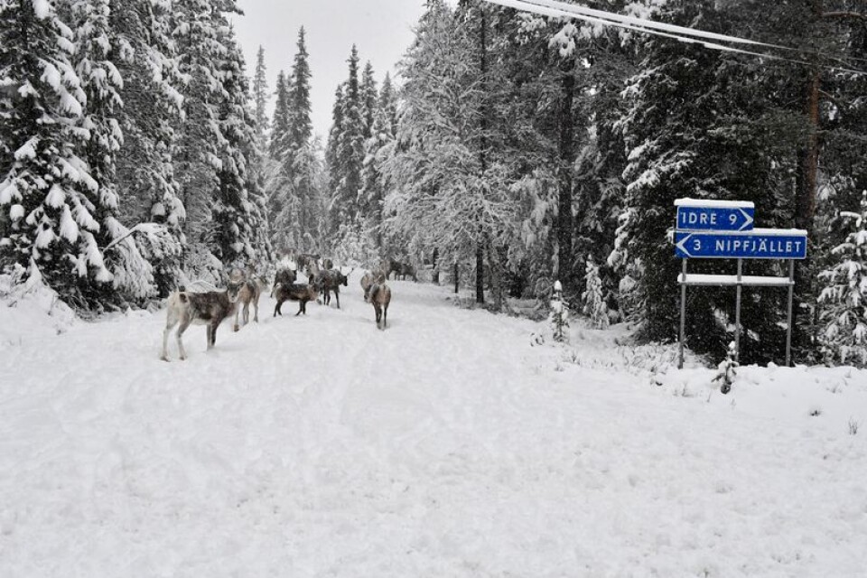Mycket snö har fallit, bland annat i nordligaste Dalarna. ( Arkivbild)