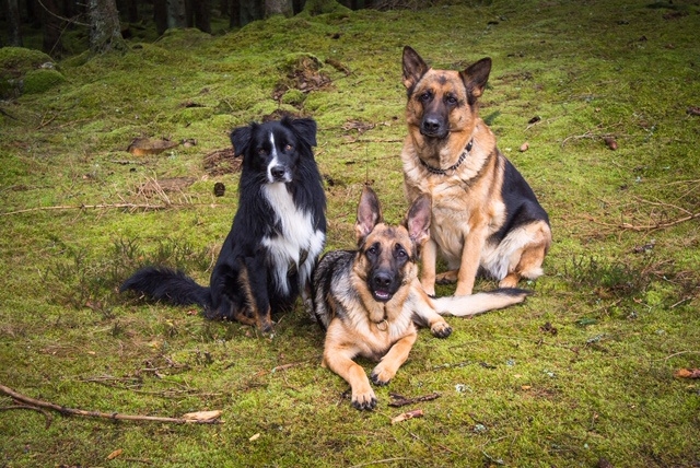 Tomtehundarna Bonnie, Chip och Peggy på ”sök” efter tomten i tomteskogen. Foto: Hanna Reitler Larsson inskickat av Ronny Larsson.