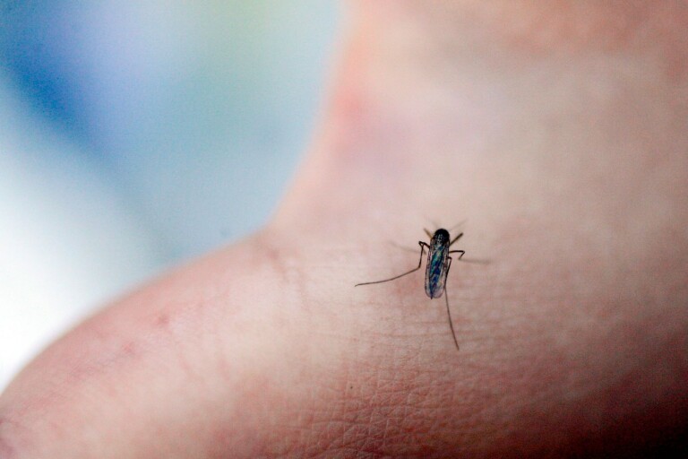 Myggen är tillbaka – här är okända tipset