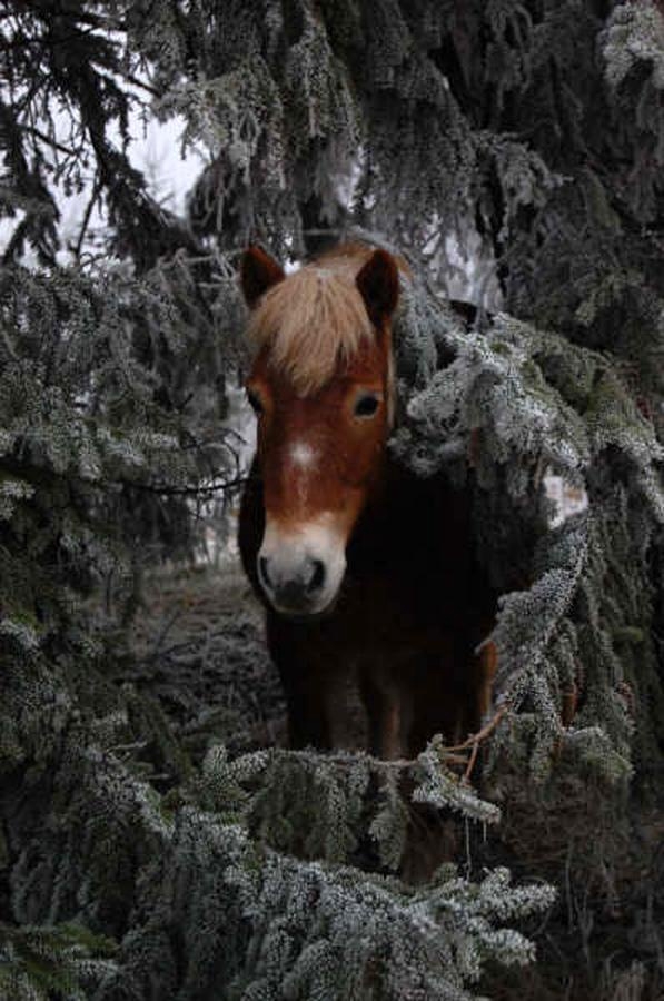 Hanna Karlsson från Röshult har fotograferat hästen som tittar fram mellan granarna.