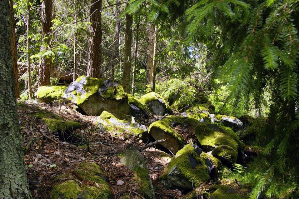 Trolsk skog skyddas inte av fornminneslagen, men är en upplevelse i sig, som den här nära Torps ödegruva.