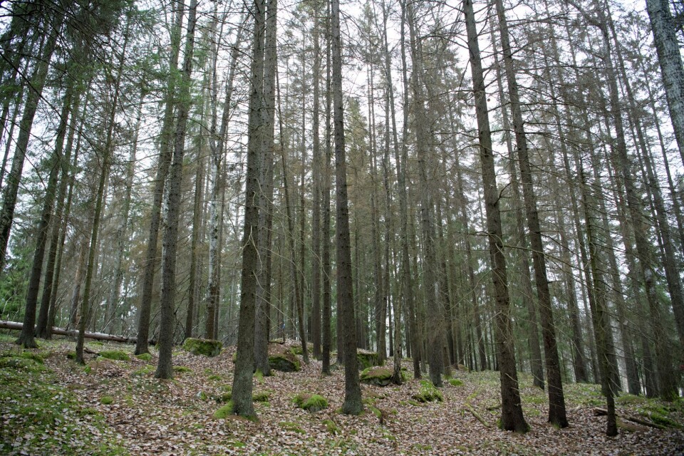 Granbarkborrar åsamkar enorma skador i svensk skog.