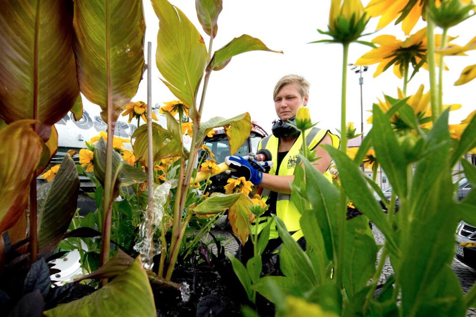 Linda Petersson jobbar heltid med att vattna och pyssla om kommunens blomkrukor. Foto: Lena Ehring