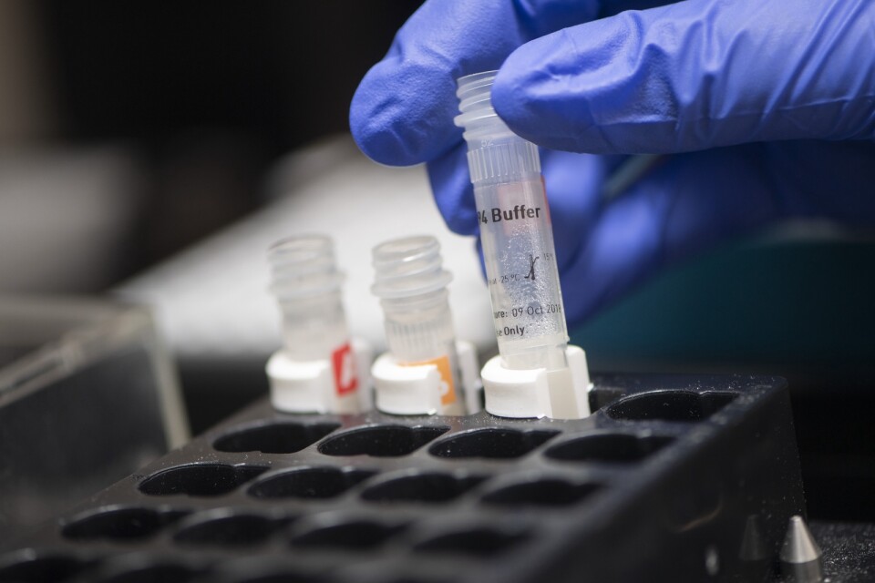 En labbingenjör förbereder en pipetteringsrobot med PCR-plattor för analys av coronaprover. Arkivbild.