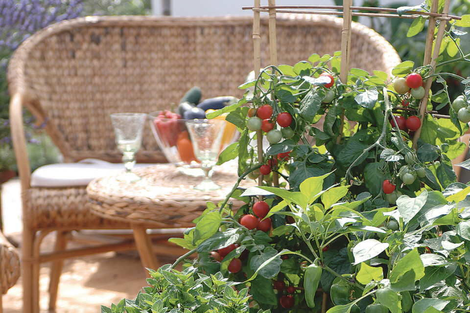 Kryddväxter, tomat och chili på terrassen. Foto: Hörnhems