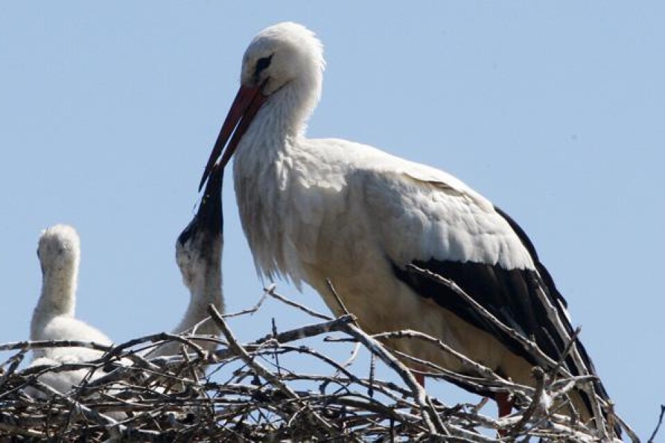See storks at Viby.