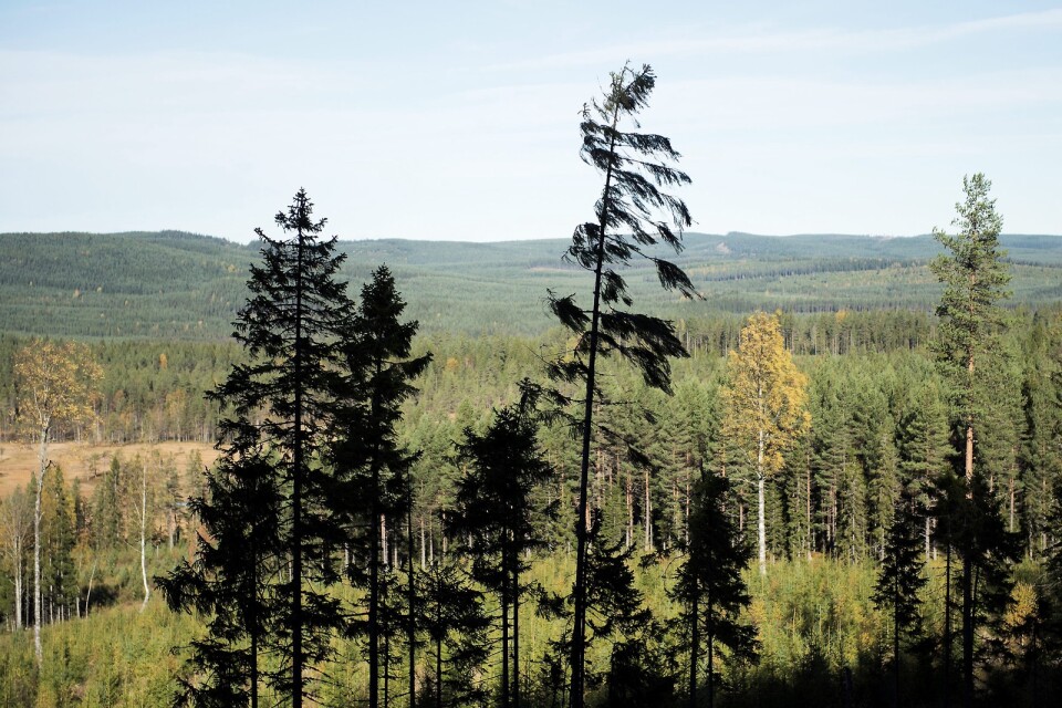Sverige är till 70 procdent skog.  Foto: TT