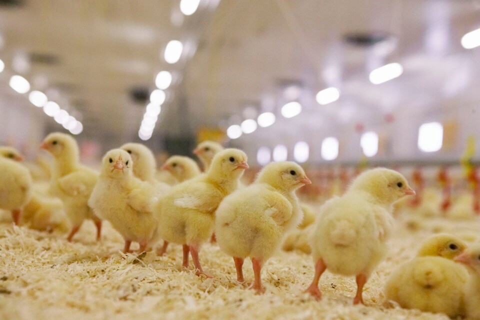 ”Inför riksdagsvalet lovade regeringen att upphandlingskraven vad gäller djurskydd och antibiotika skall motsvara de svenska”.