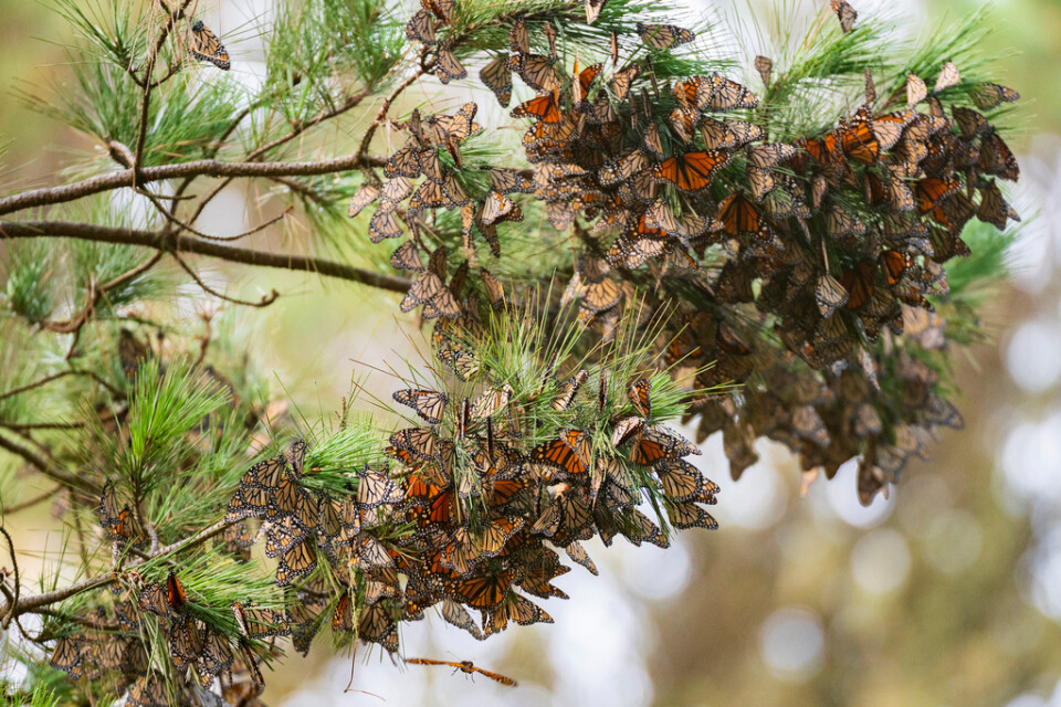Ett kluster av monarkfjärilar i ett pinjeträd i Kalifornien. Arkivbild.