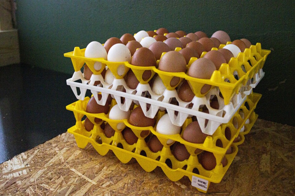 Dagens skörd av ägg. I dag värptes 70 stycken.
