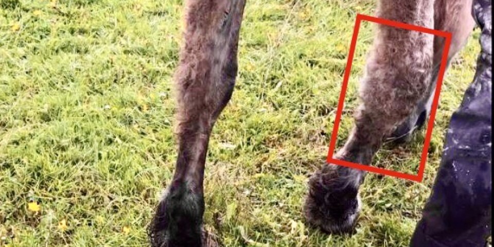 Hovspecialist misstänks för brott mot djurskyddslagen – hade skadad häst i hagen
